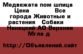 Медвежата пом шпица › Цена ­ 40 000 - Все города Животные и растения » Собаки   . Ненецкий АО,Верхняя Мгла д.